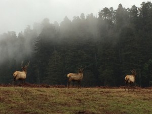 Wild Elk