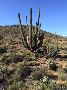Enormous cactus!!