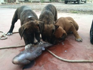 Feeding the puppies with leftover fish